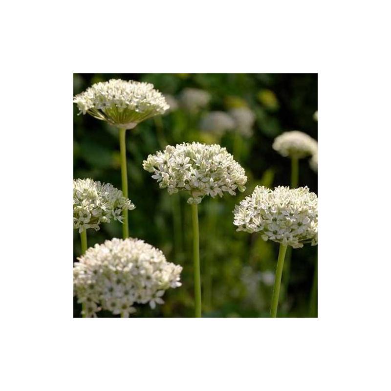 Ail des Indes nigrum à fleurs Blanche/ - feuillage Semi-Persistant - Godet - 5/20 cm - Imagen 1