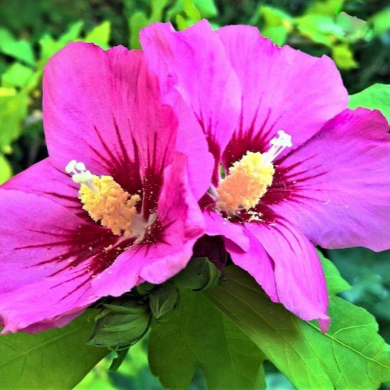 Hibiscus syriacus 'Woodbridge' (Hibiscus syriacus 'Woodbridge') - Godet 9cm - Pépinières Naudet - Imagen 1