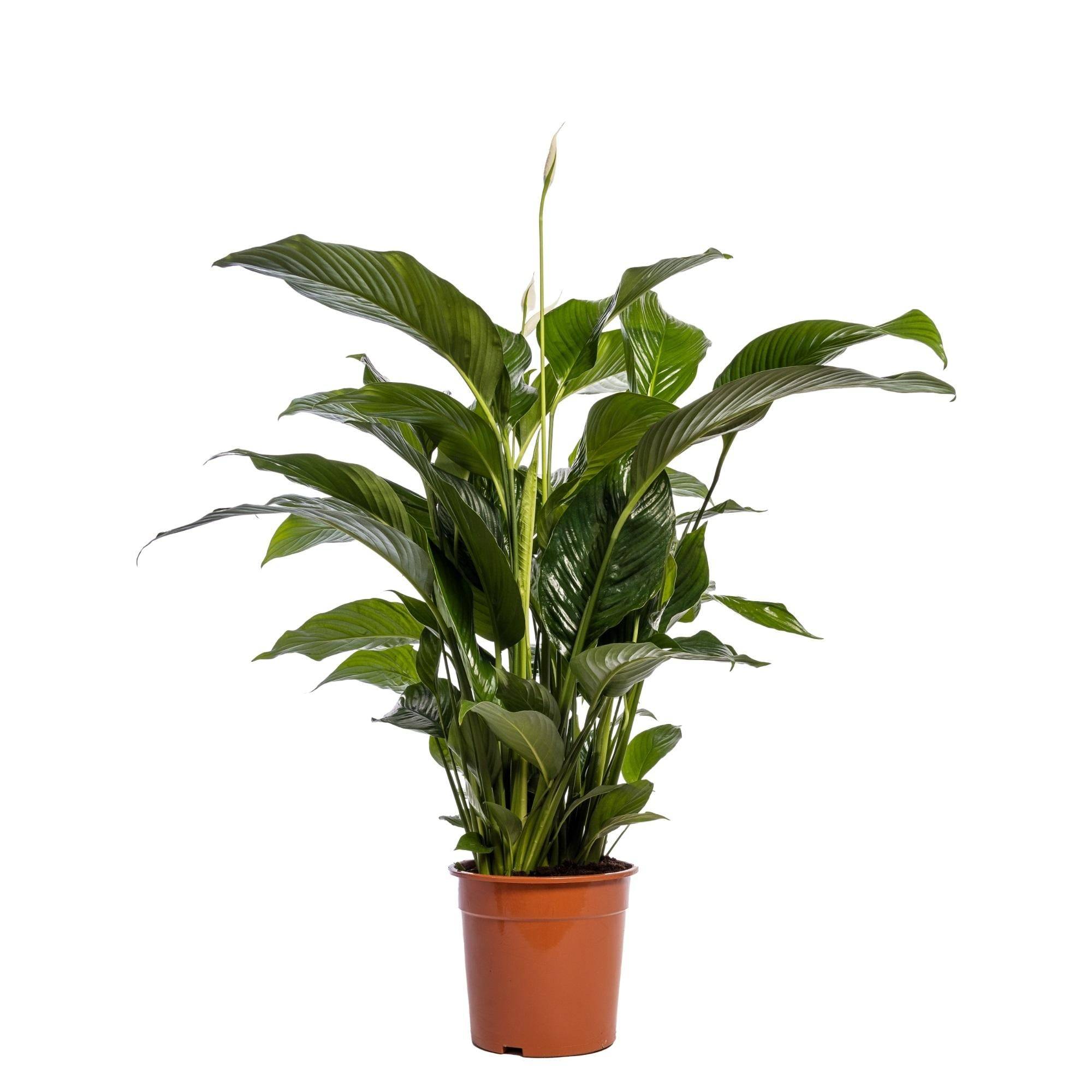 La Green Touch - Spathiphyllum Blanc 100cm - Plante d'intérieur- La Green Touch - Image 3