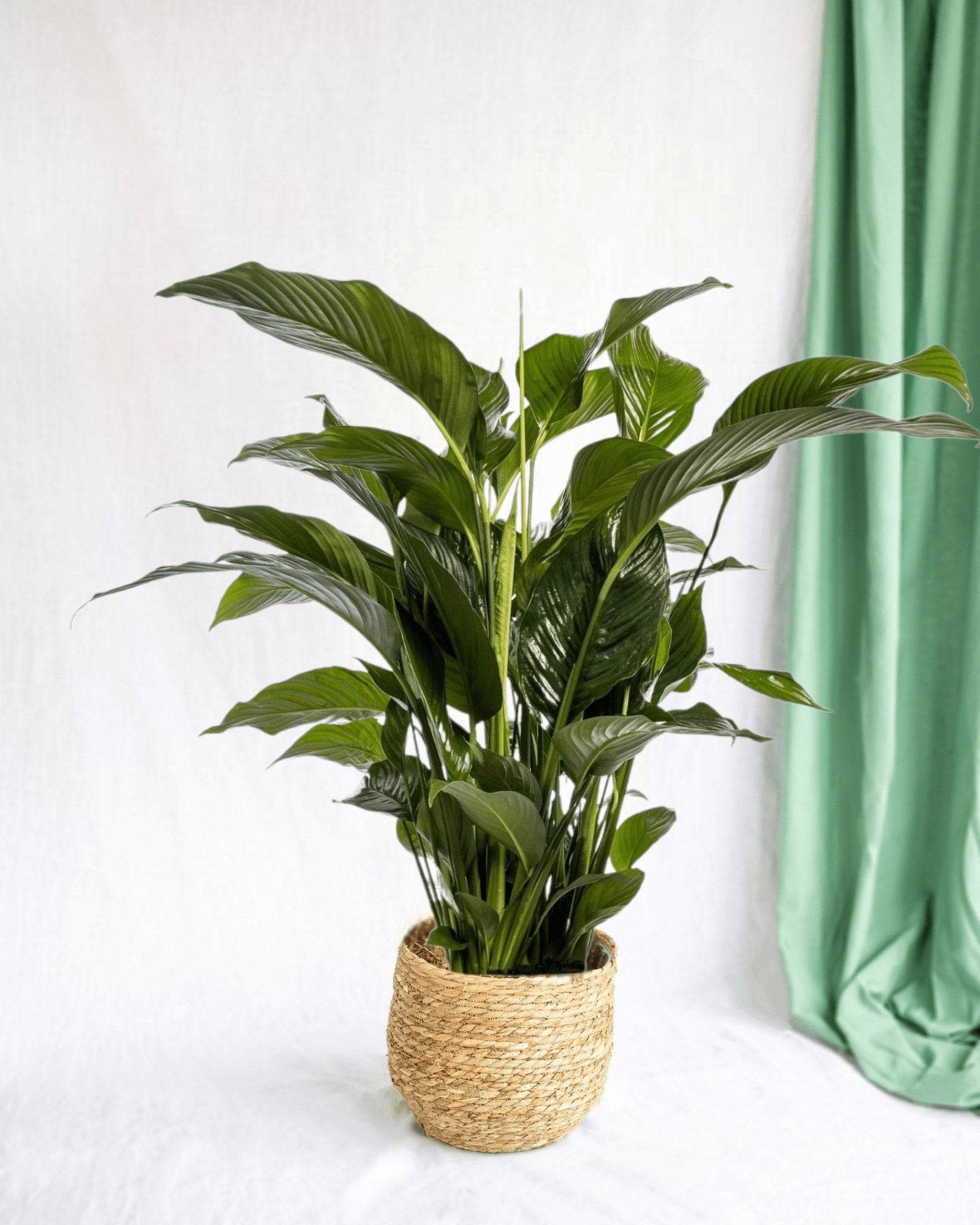 La Green Touch - Spathiphyllum Blanc 100cm - Plante d'intérieur- La Green Touch - Imagen 2