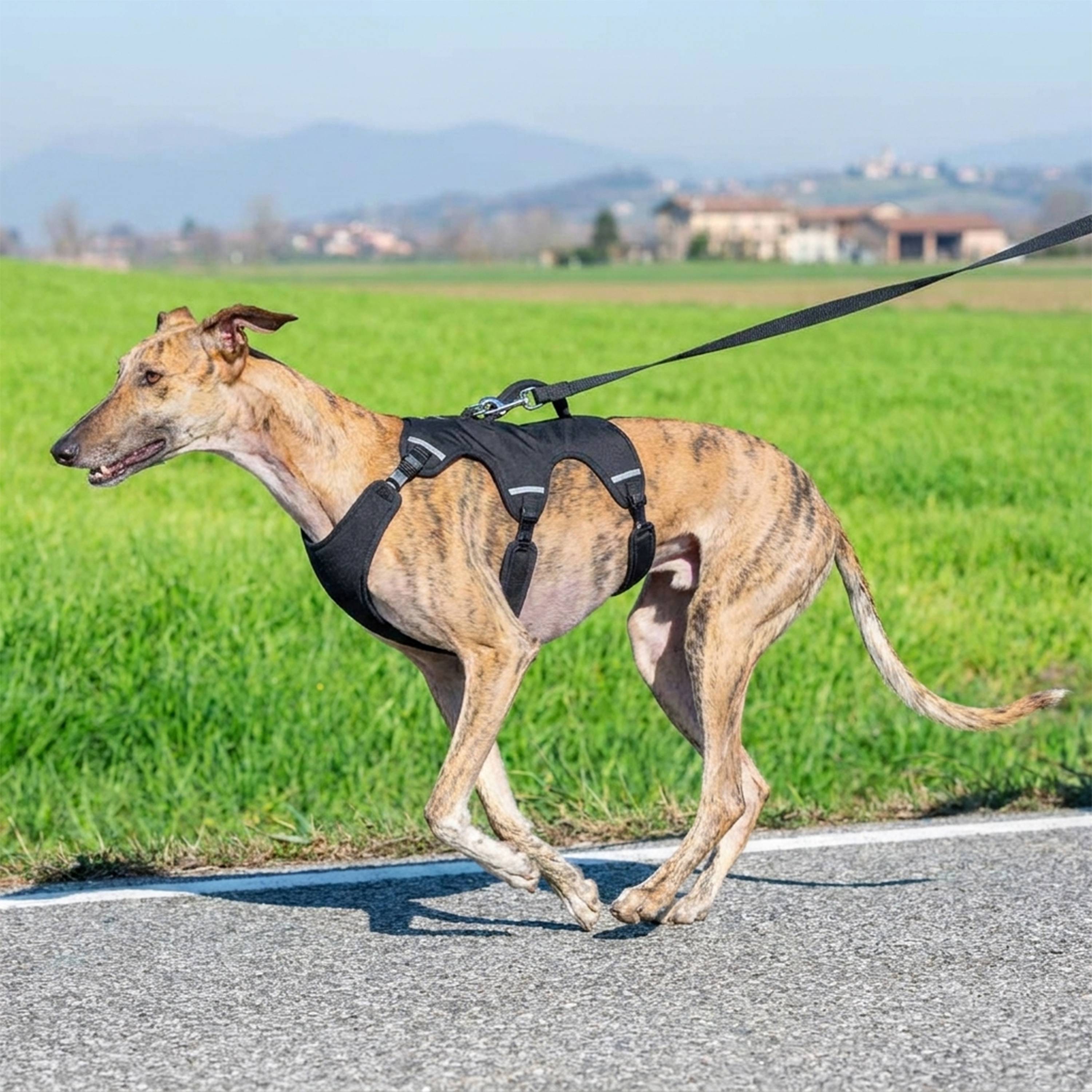Ferplast - Ferplast Harnais Chien Réglable L Poitrail 70-80 cm avec Poignée, Noir - Imagen 2