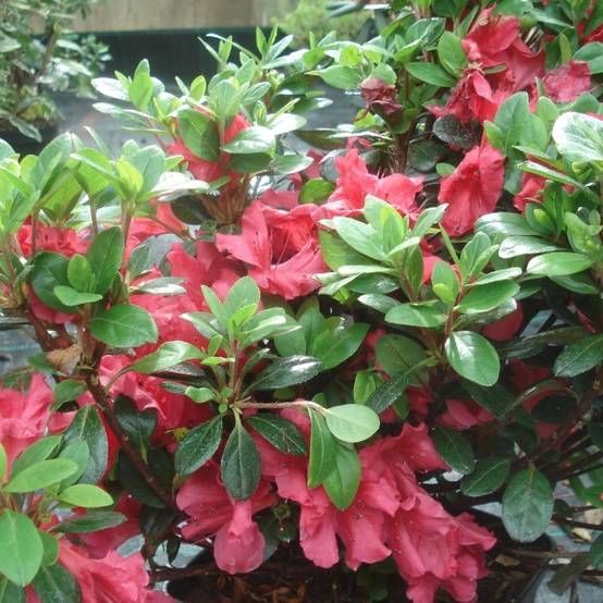 Azalée du Japon Johanna - Rhododendron hybride Pot de 2L/3L - Image 1