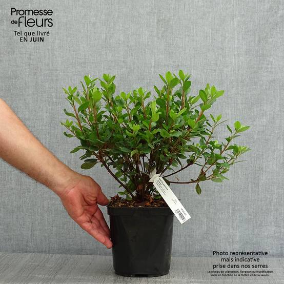 Azalée du Japon Johanna - Rhododendron hybride Pot de 2L/3L - Image 2