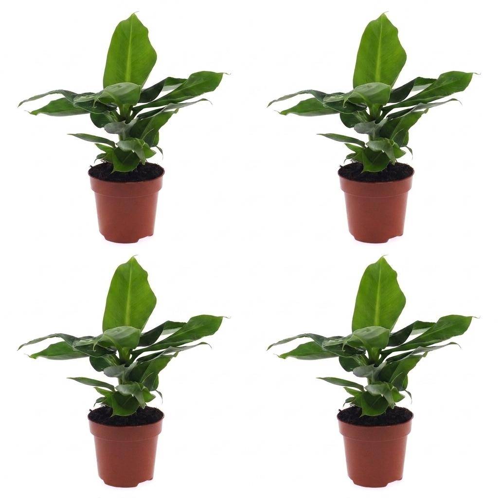 La Green Touch - Musa Oriental Dwarf - Bananier nain - Lot de 4 plantes - Pot Ø12 cm, H 30 cm - Image 2