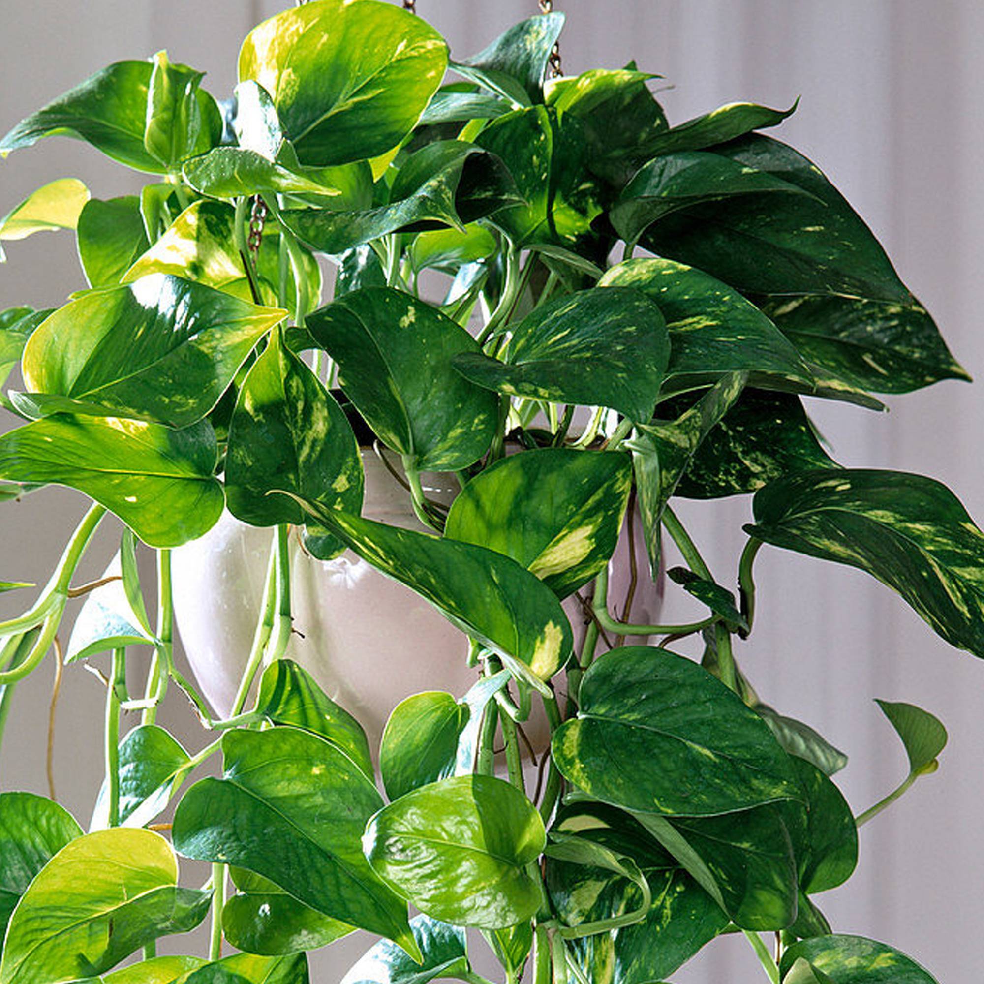 Gardenersdream - 1 X Epipremnum Pinnatum Aureum | Plante D'Intérieur Lierre Du Diable Dans Panier Suspendu - GardenersDream - Imagen 2