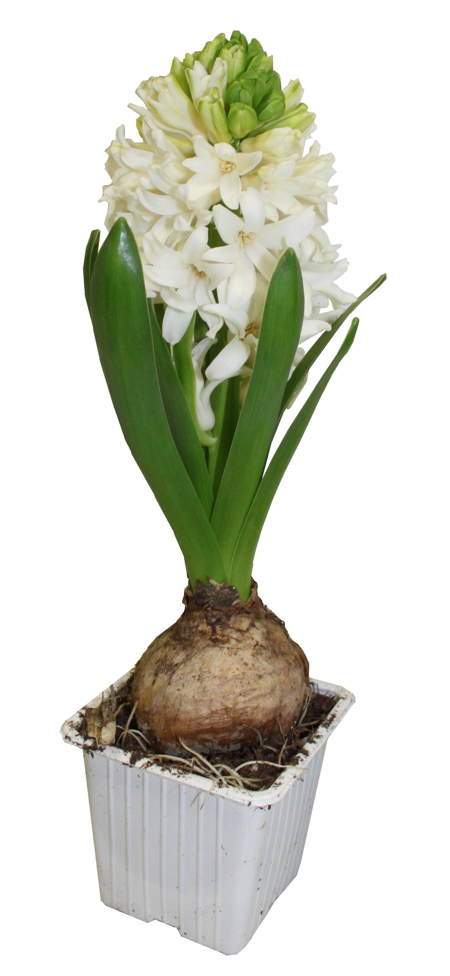 Jacinthe blanche godet 7 cm - Image 3