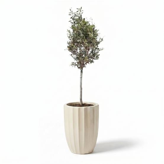 Lot olivier + pot HUGO 44x59cm crème - Image 2