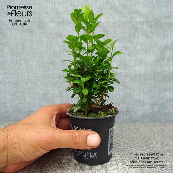 Buis bordure - Buxus sempervirens Godet de 8/9 cm - Image 2