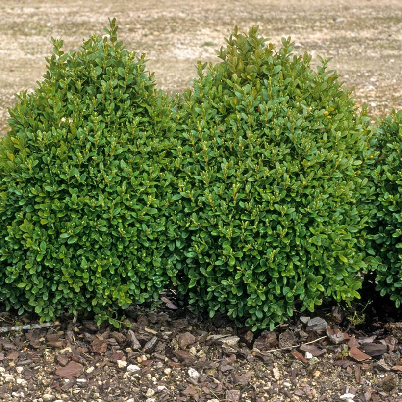 Buis bordure - Buxus sempervirens Godet de 8/9 cm - Image 1