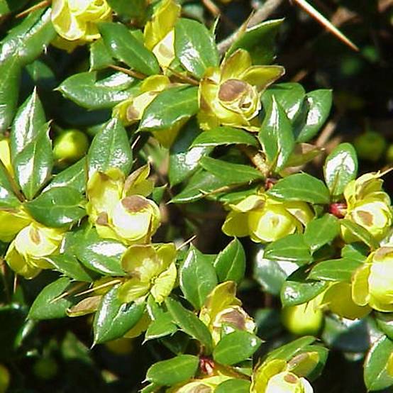 Berberis verrucosa - Épine vinette verruqueuse Pot de 2L/3L - Image 1