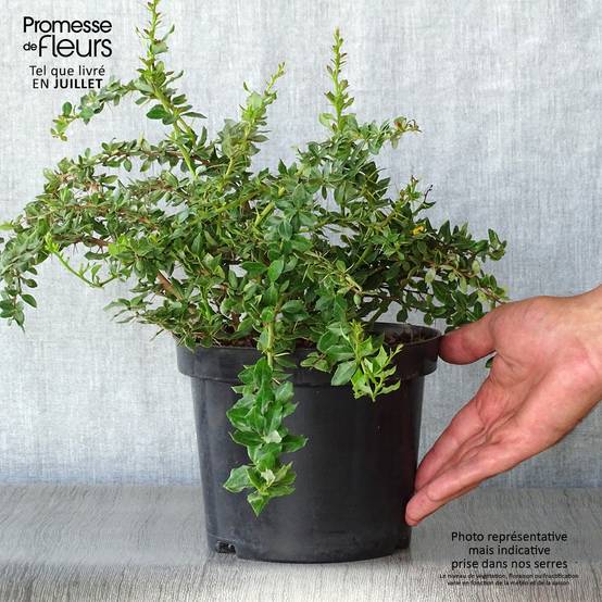 Berberis verrucosa - Épine vinette verruqueuse Pot de 2L/3L - Image 2