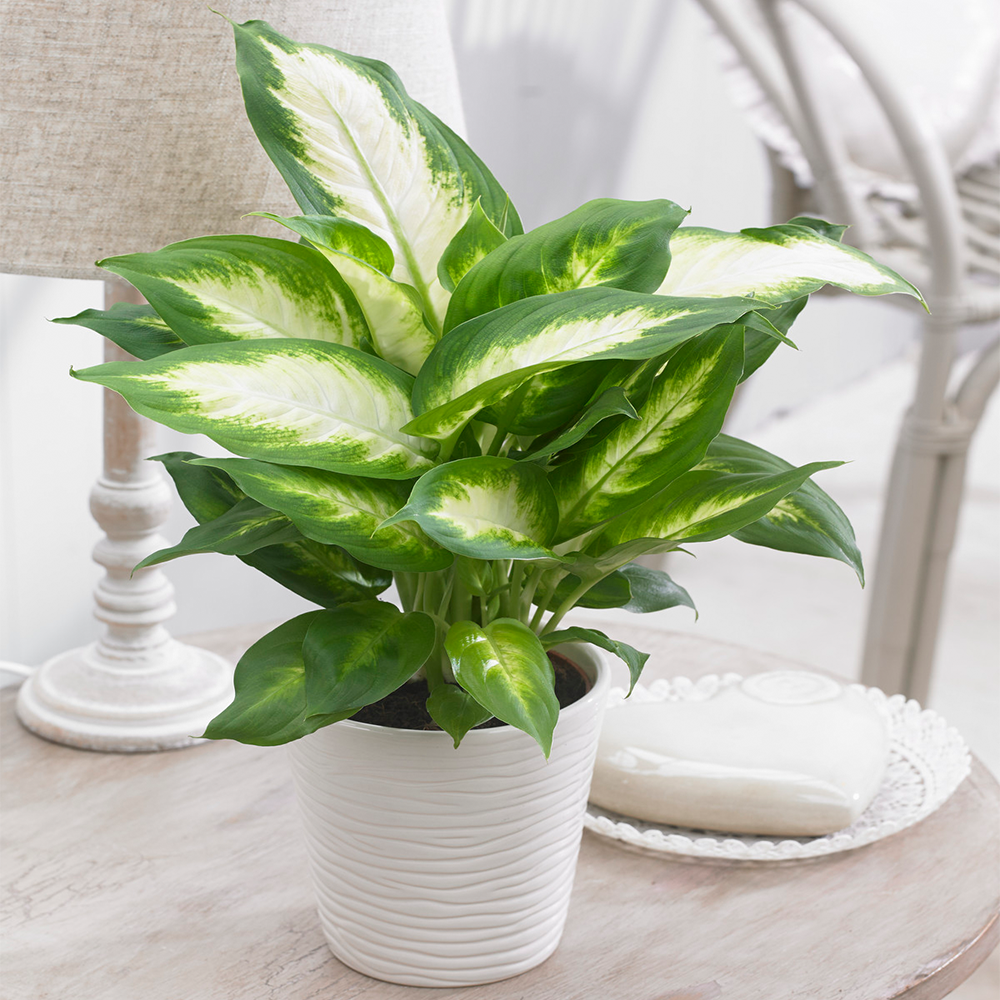 Gardenersdream - Dieffenbachia "Camilla" Plante D'Intérieur Tropicale Et Idéale  Fournie En Pot De 12 Cm - GardenersDream - Imagen 1