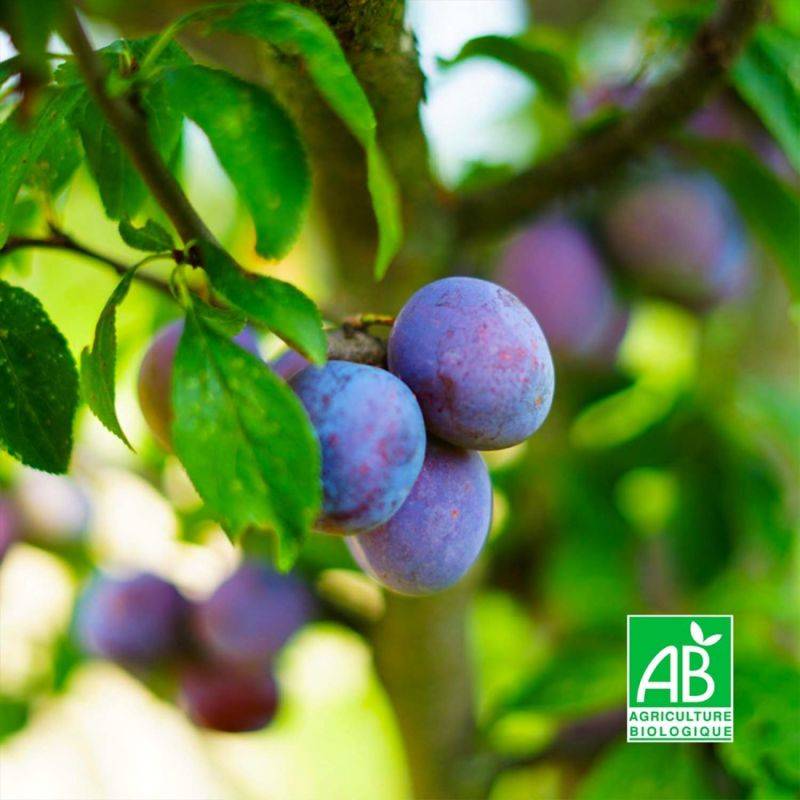 Prunier 'Quetsche d'Alsace' BIO (Prunus domestica 'Quetsche d'Alsace') - Scion de 100 à 150cm - Pépinières Naudet - Imagen 1