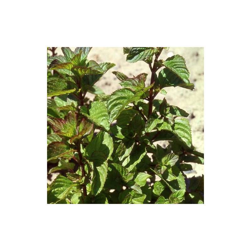 Menthe poivrée Citrata à fleurs Rose - feuillage Caduc - Godet - 5/20 cm-  hauteur à maturité Moins de 0,15 m - Imagen 1