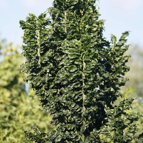 Promesse de Fleurs - Fraxinus excelsior Crispa - Frêne à feuilles crispées Pot de 12L/15L, Tige