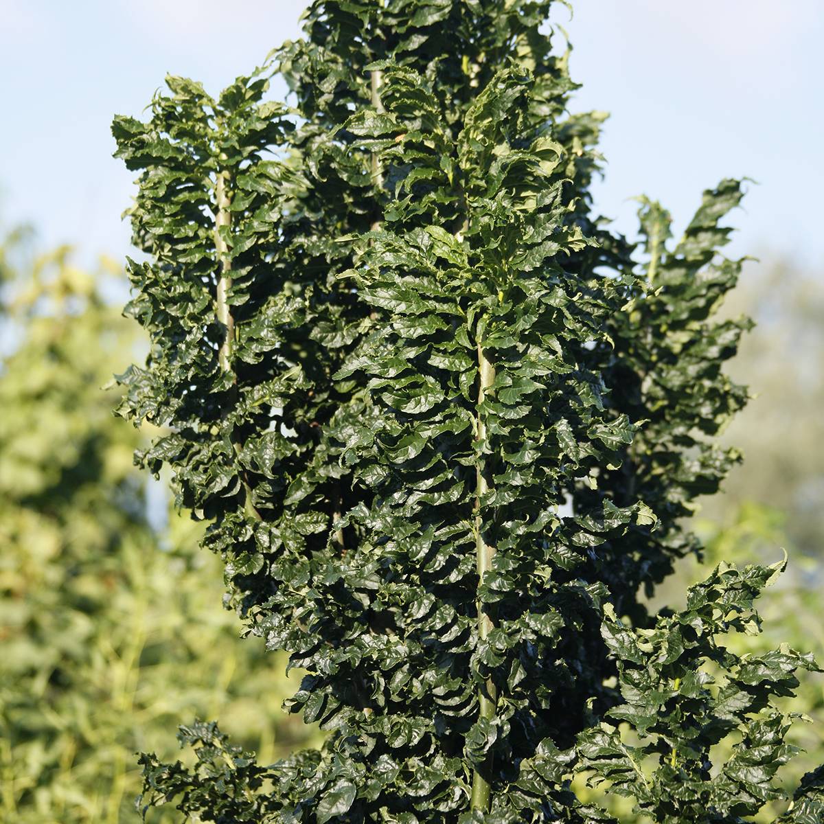 Promesse de Fleurs - Fraxinus excelsior Crispa - Frêne à feuilles crispées Pot de 12L/15L, Tige