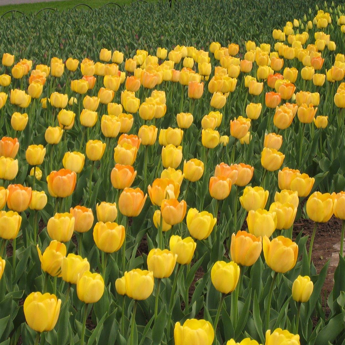 Promesse de Fleurs - Tulipe Darwin Golden Apeldoorn Bulbe calibre 12+ (par 10)