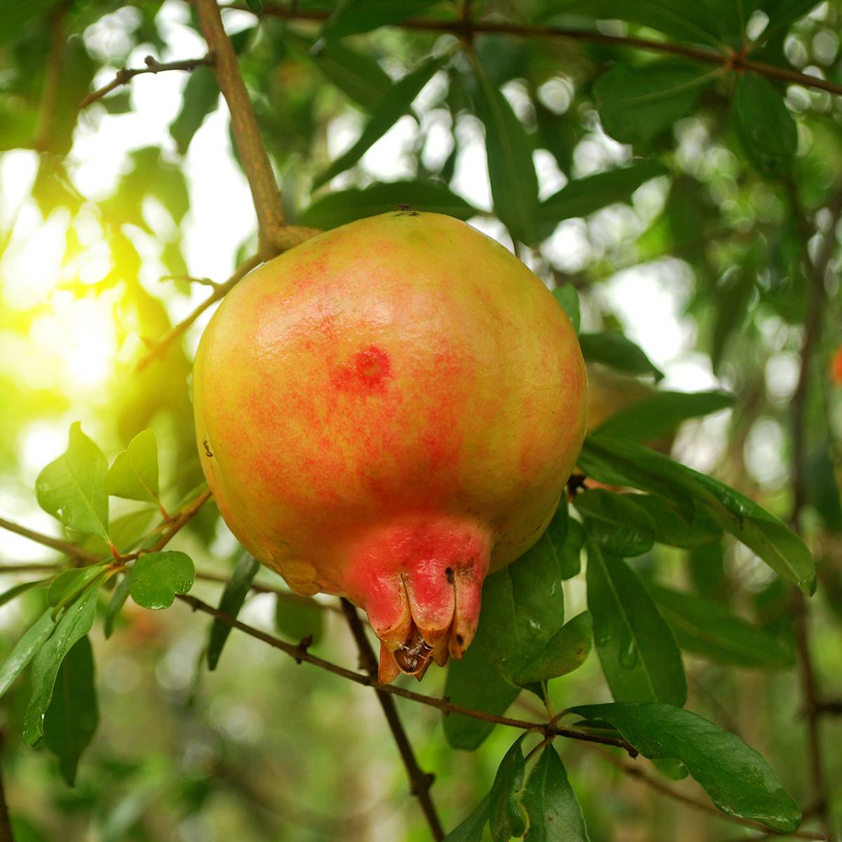 Promesse de Fleurs - Grenadier à fruits - Punica granatum Mollar de Elche Pot de 1,5L/2L, Touffe