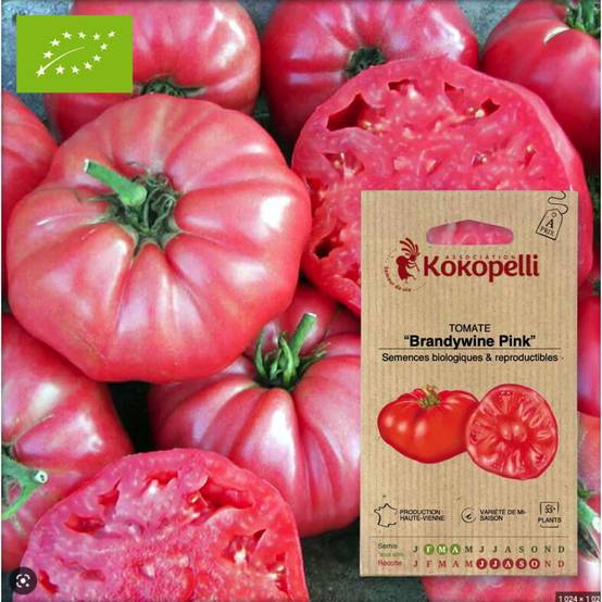 Tomate Brandywine Pink- Graines bio à semer - Image 1