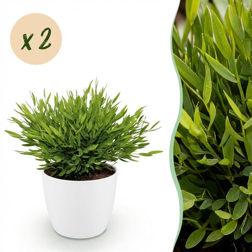 Bamusa Pogonatherum Monica - Pet-friendly - Bambou miniature - Pot de 12cm - Hauteur 20cm - 2 plantes - Blanc - Plantes d'intérieur