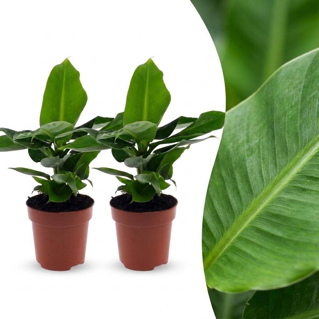 Musa Oriental Dwarf - Bananier nain oriental - Pot de 12cm - 2 plantes - Sans cache-pot - Plantes d'intérieur