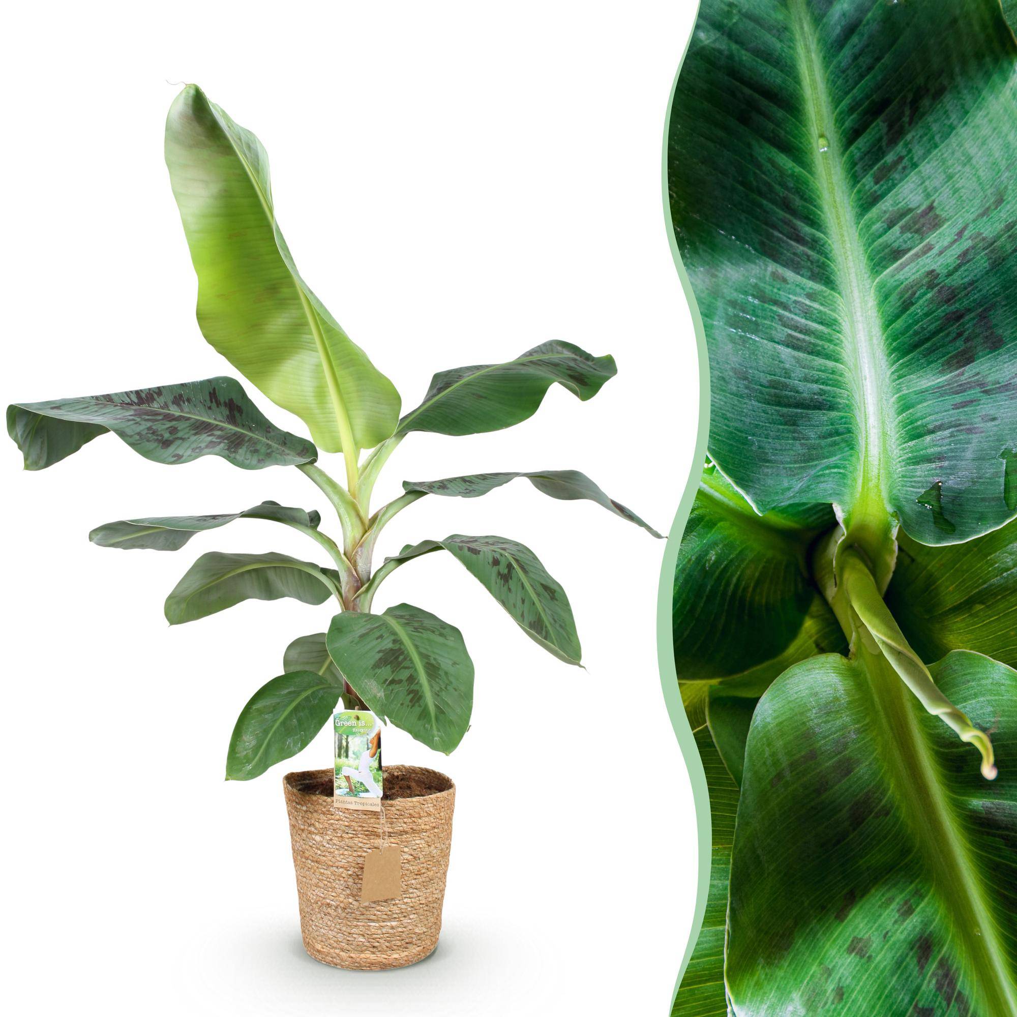 Musa acuminata Nain Cavendish - Plante de banane - Pot de 21cm - Hauteur 70-75cm - Panier - Plantes d'intérieur