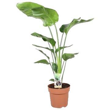 La Green Touch - Strelitzia Nicolai - Hoogte 90-100 90cm - Plante d'intérieur- La Green Touch - Imagen 2