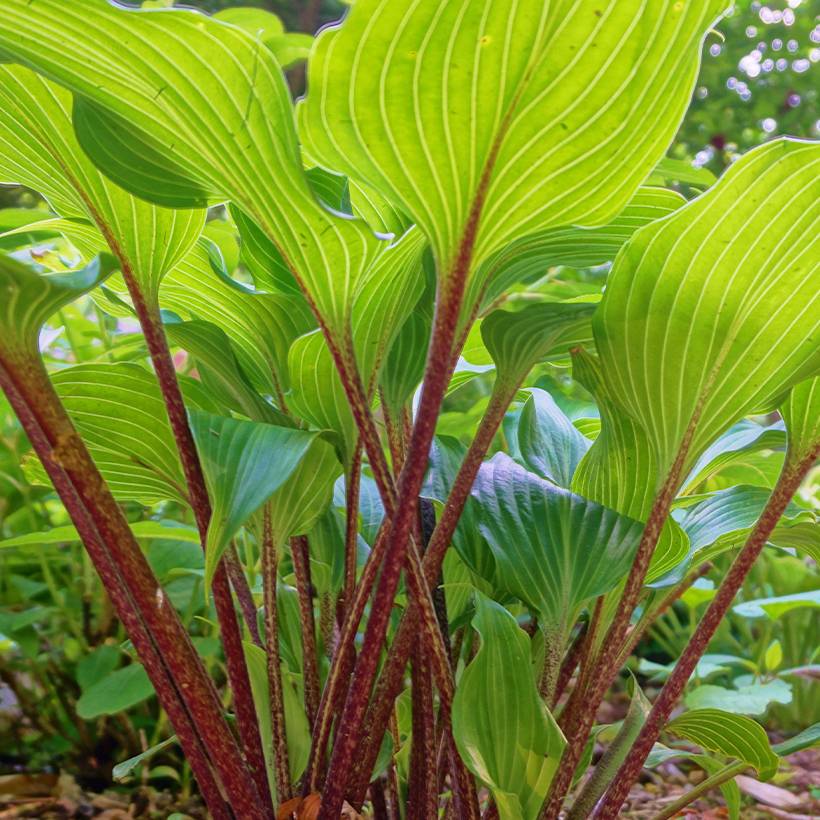 Hosta Gooseberry Sundae Pot de 1,5L/2L