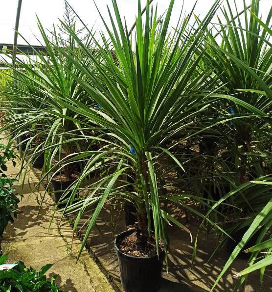 0 - Cordyline indivisa Pot de 25L- 125/150cm