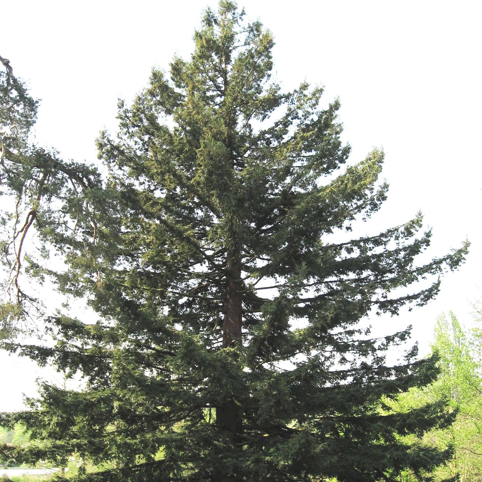 Sequoia sempervirens - Séquoia à feuilles d'If Pot de 7,5L/10L