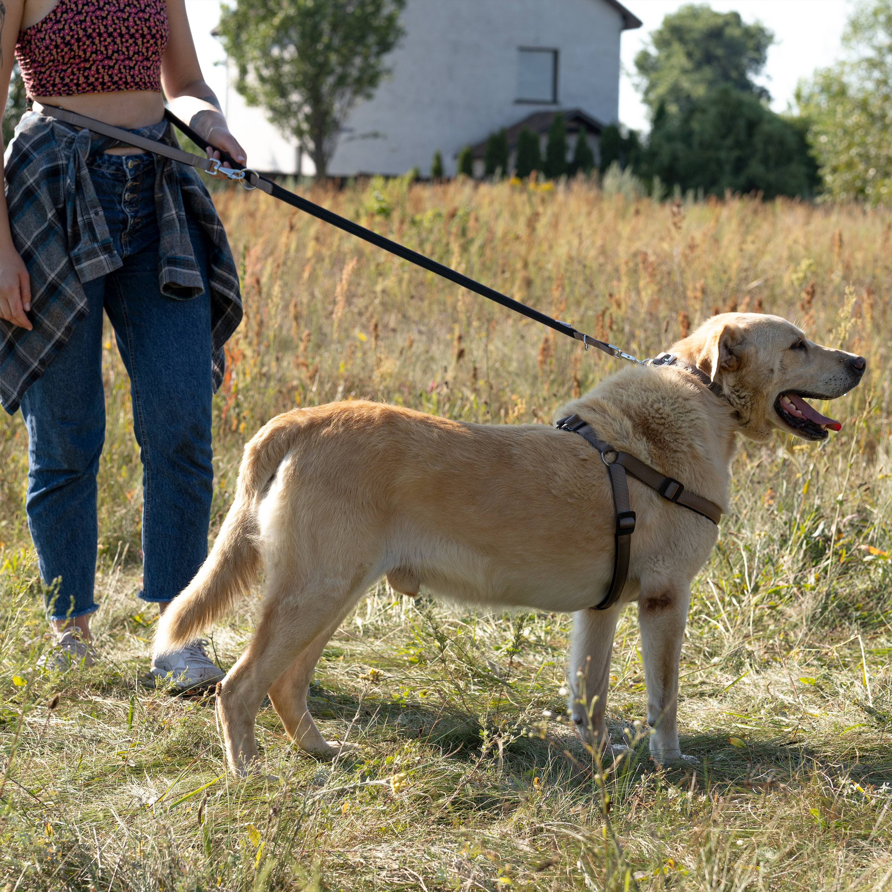 Ferplast - Ferplast laisse pour chien Daytona, laisse pour chien taille moyenne, 200 cm, laisse de dressage avec poignée rembourrée confortable et mousqueton en - Imagen 5