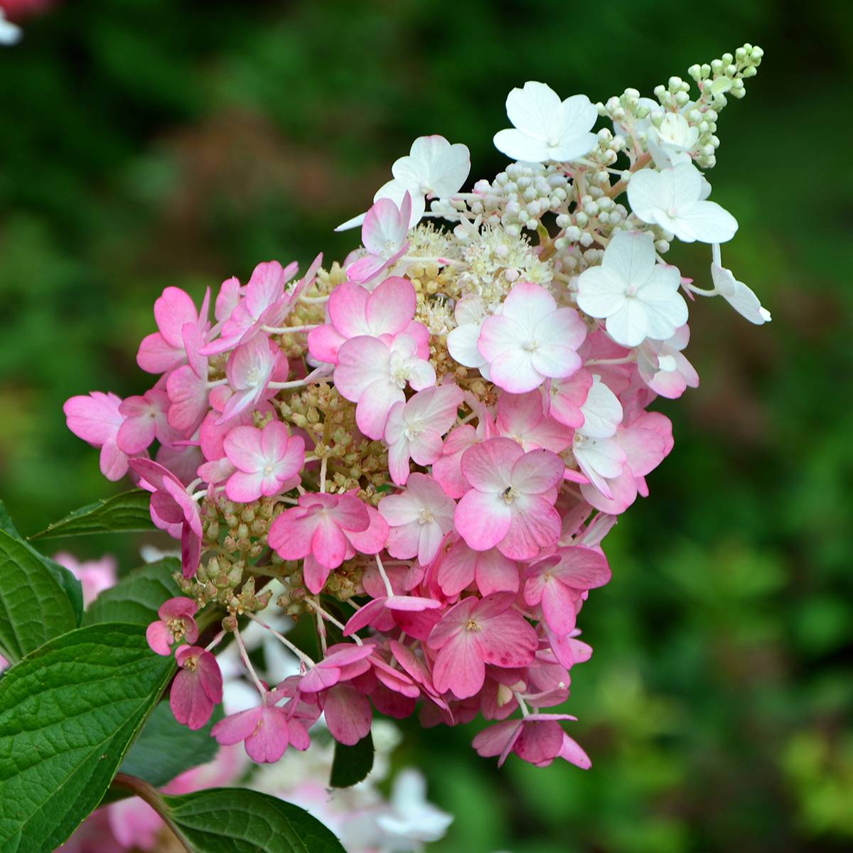 Promesse de Fleurs - Hydrangea paniculata Pinky Winky - Hortensia paniculé Godet de 8/9 cm - Image 1