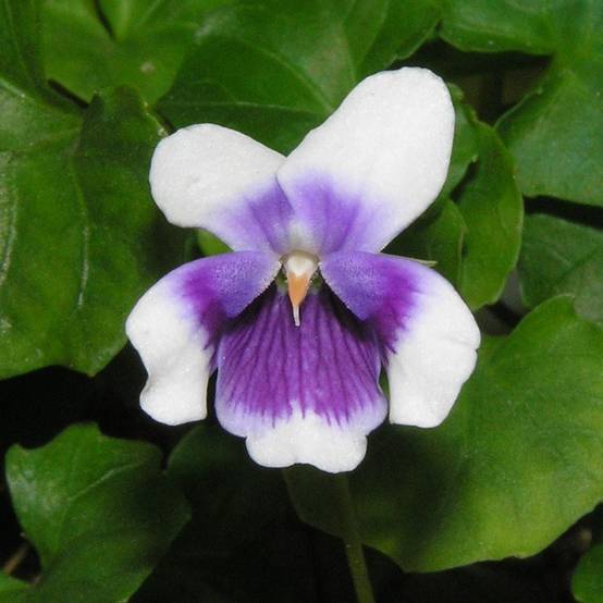 Promesse de Fleurs - Violette à feuille de lierre - Viola hederacea Godet de 8/9 cm