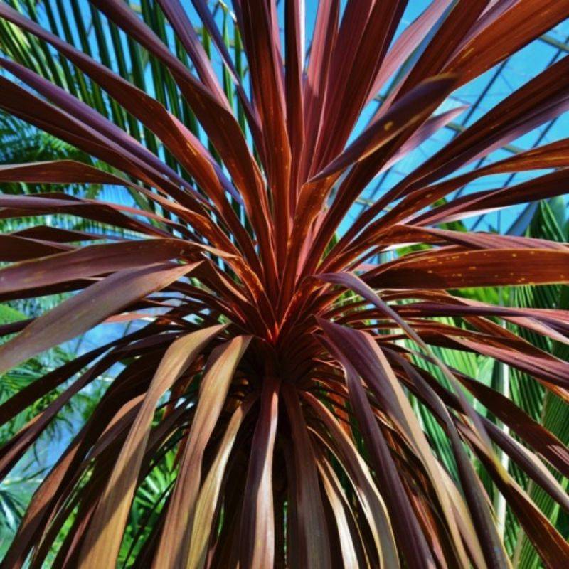 3 Cordylines Australis 'Purpurea' - Lot de 3 vivaces - Pépinières Naudet - Imagen 1