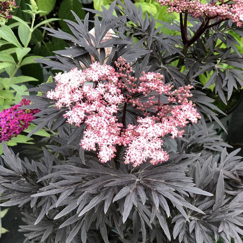 Sureau noir - Sambucus nigra Straight Laced Pot de 3L/4L