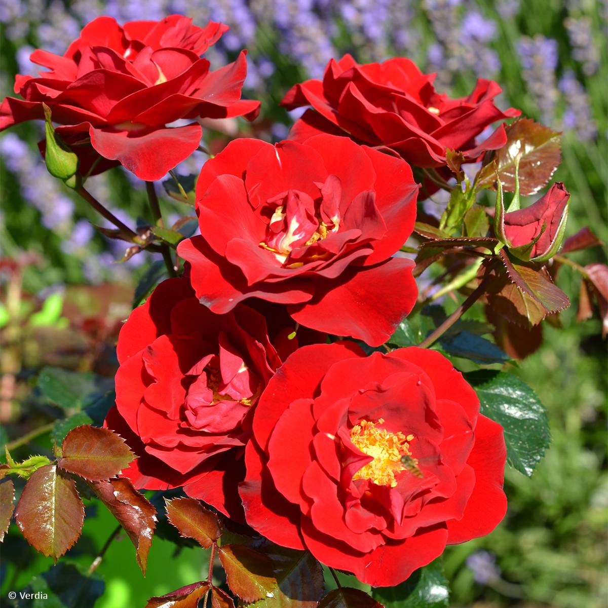 Promesse de Fleurs - Rosier Décorosier New Vesuvia Pot de 4L/5L
