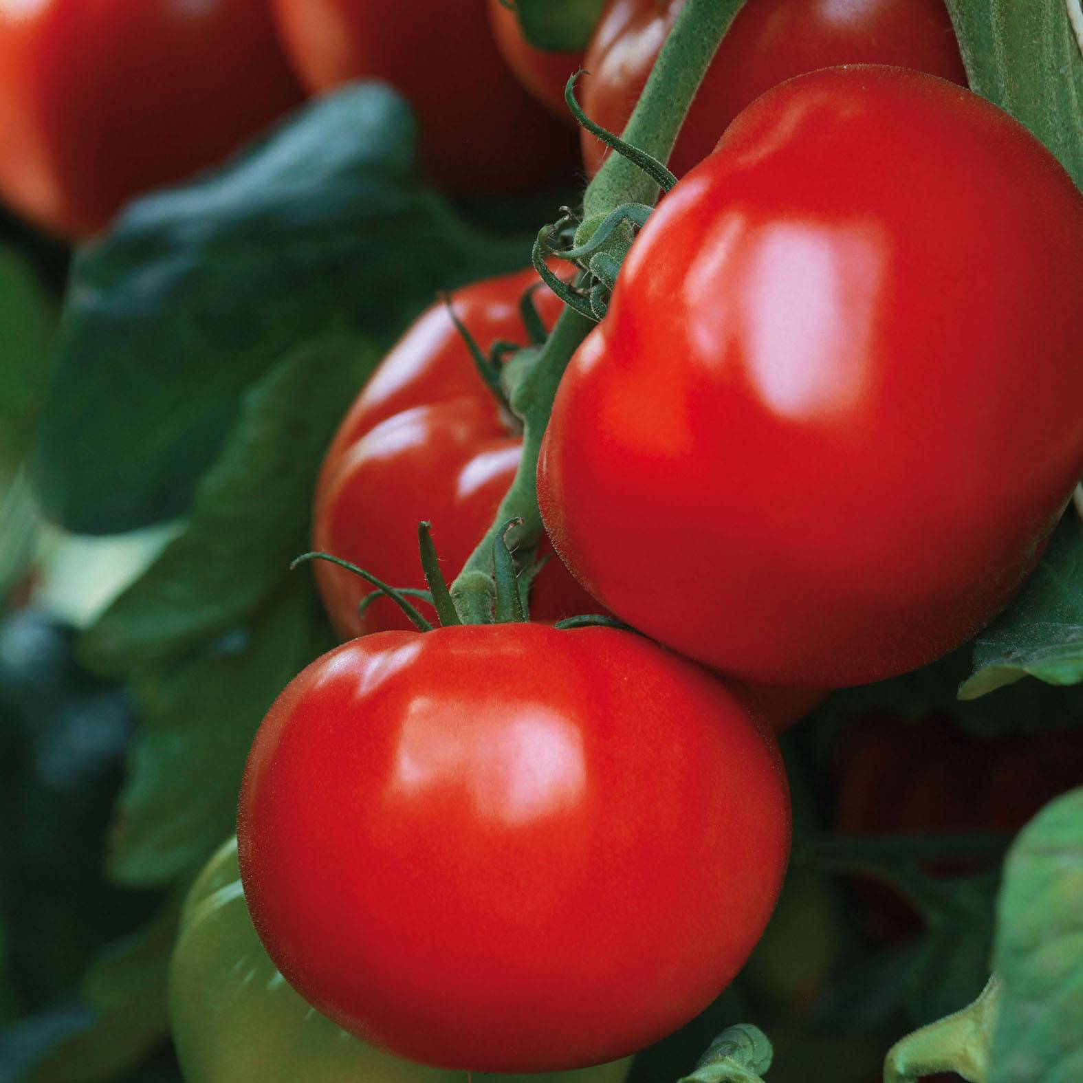 Tomate Maestria F1 en plants GREFFES  Mini-motte Ø 1,5/2,5 cm, Plant greffé de 5 à 10 cm de hauteur (par 2)