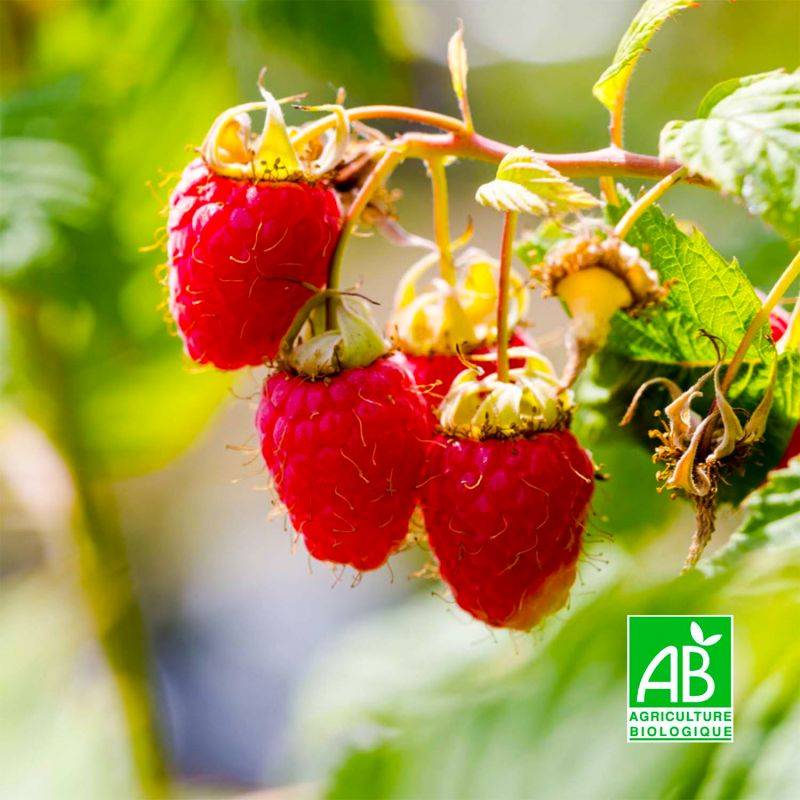 Framboisier 'Malling promise' BIO (Rubus idaeus 'Malling promise') - Godet 9cm - Pépinières Naudet - Imagen 1