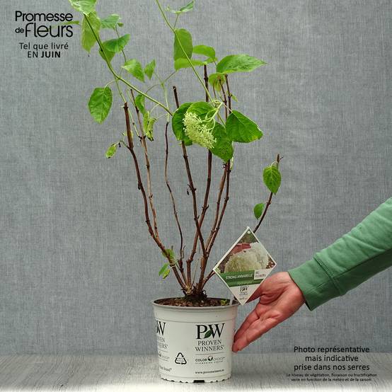 Promesse de Fleurs - Hortensia arborescens Strong Annabelle ( Incrediball ) Pot de 2L/3L, Buisson, 3 /5 branches - Image 2