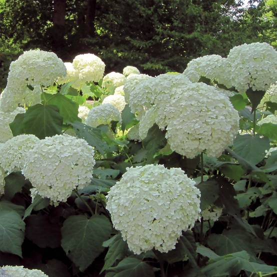 Promesse de Fleurs - Hortensia arborescens Strong Annabelle ( Incrediball ) Pot de 2L/3L, Buisson, 3 /5 branches - Image 1