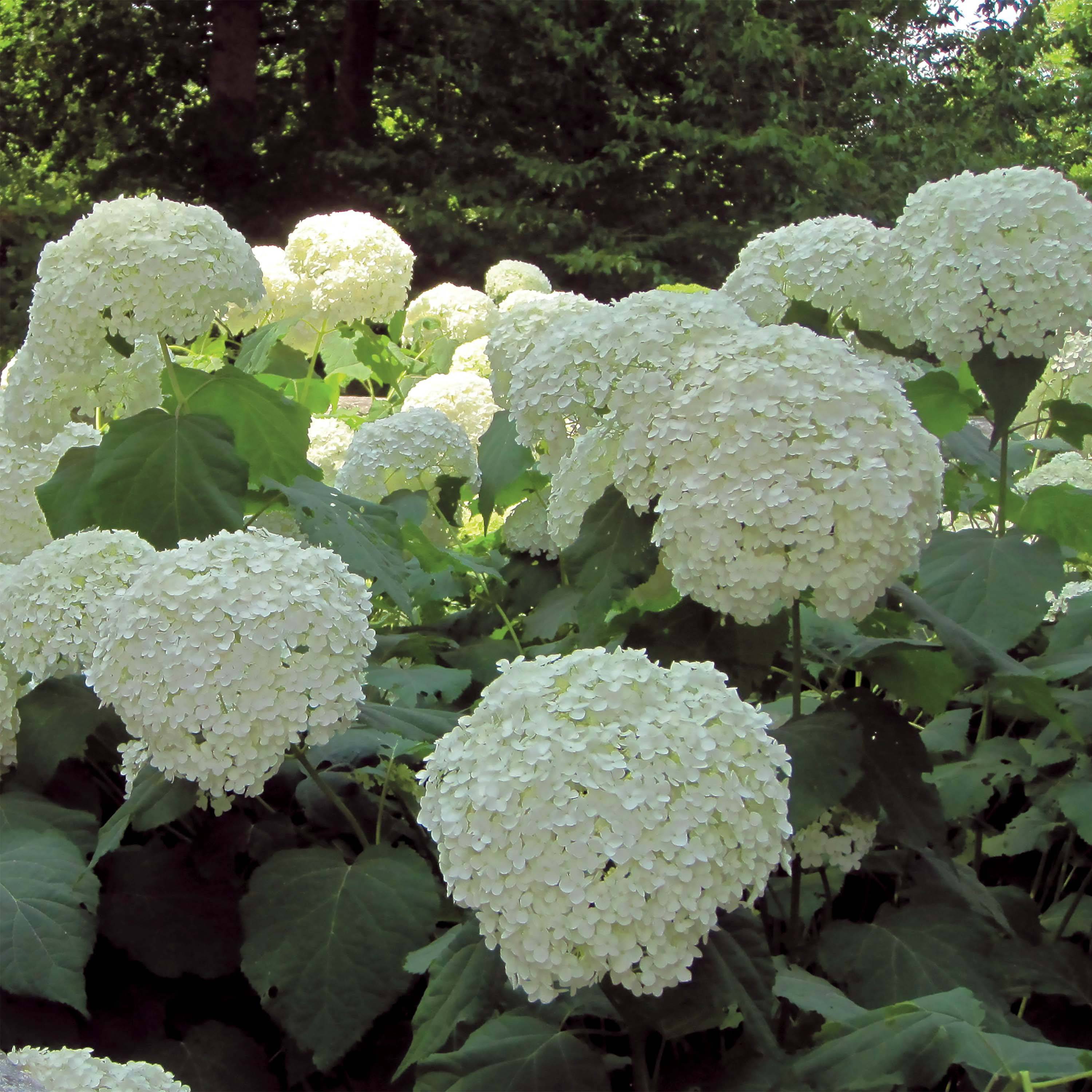 Promesse de Fleurs - Hortensia arborescens Strong Annabelle ( Incrediball ) Pot de 2L/3L, Buisson, 3 /5 branches - Image 1