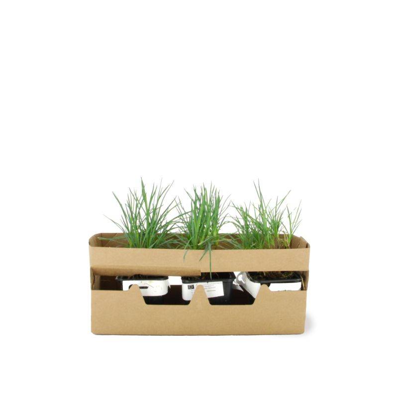 3 Oeillets Mignardises 'Doris' (Dianthus) - Lot de 3 vivaces - Pépinières Naudet - Image 4