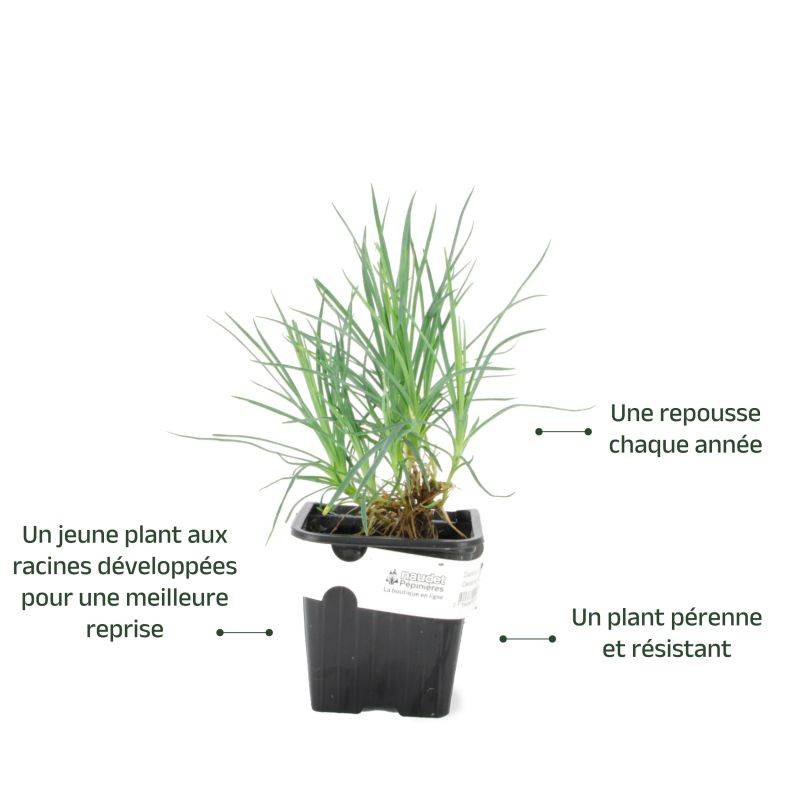 3 Oeillets Mignardises 'Doris' (Dianthus) - Lot de 3 vivaces - Pépinières Naudet - Image 3