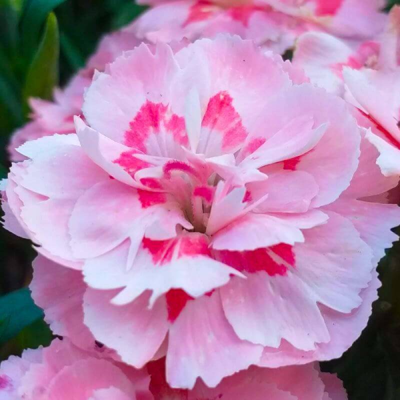 3 Oeillets Mignardises 'Doris' (Dianthus) - Lot de 3 vivaces - Pépinières Naudet - Image 1