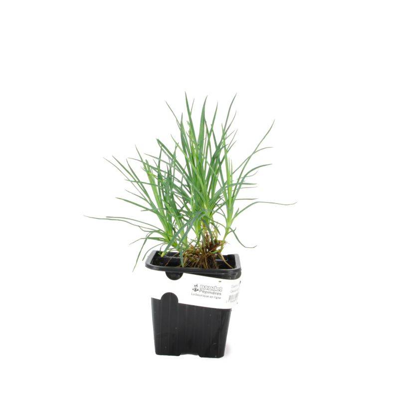 3 Oeillets Mignardises 'Doris' (Dianthus) - Lot de 3 vivaces - Pépinières Naudet - Image 2