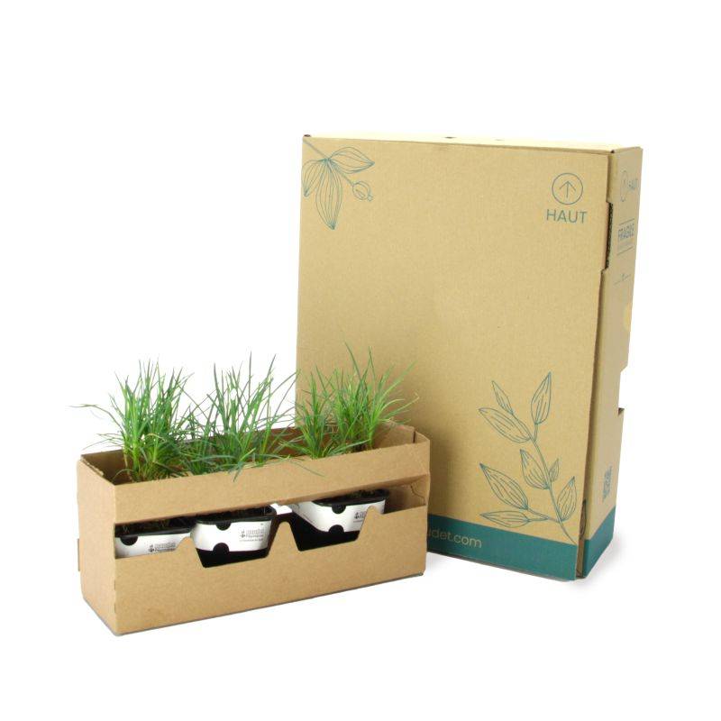 3 Oeillets Mignardises 'Doris' (Dianthus) - Lot de 3 vivaces - Pépinières Naudet - Image 5