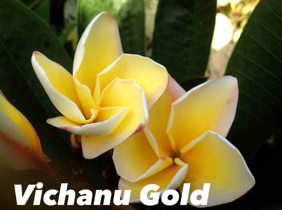 Sans Marque - Plumeria rubra "Vichanu Gold" (frangipanier) Couleur floraison:Jaune - Taille:Pot de 2 litres ? 20/30 cm