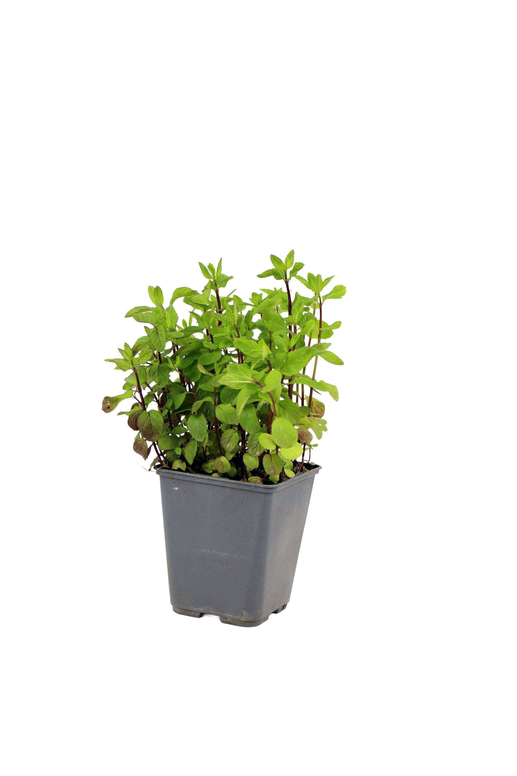 Fleuron D'Anjou - Menthe anis pot 1 litre - Image 1