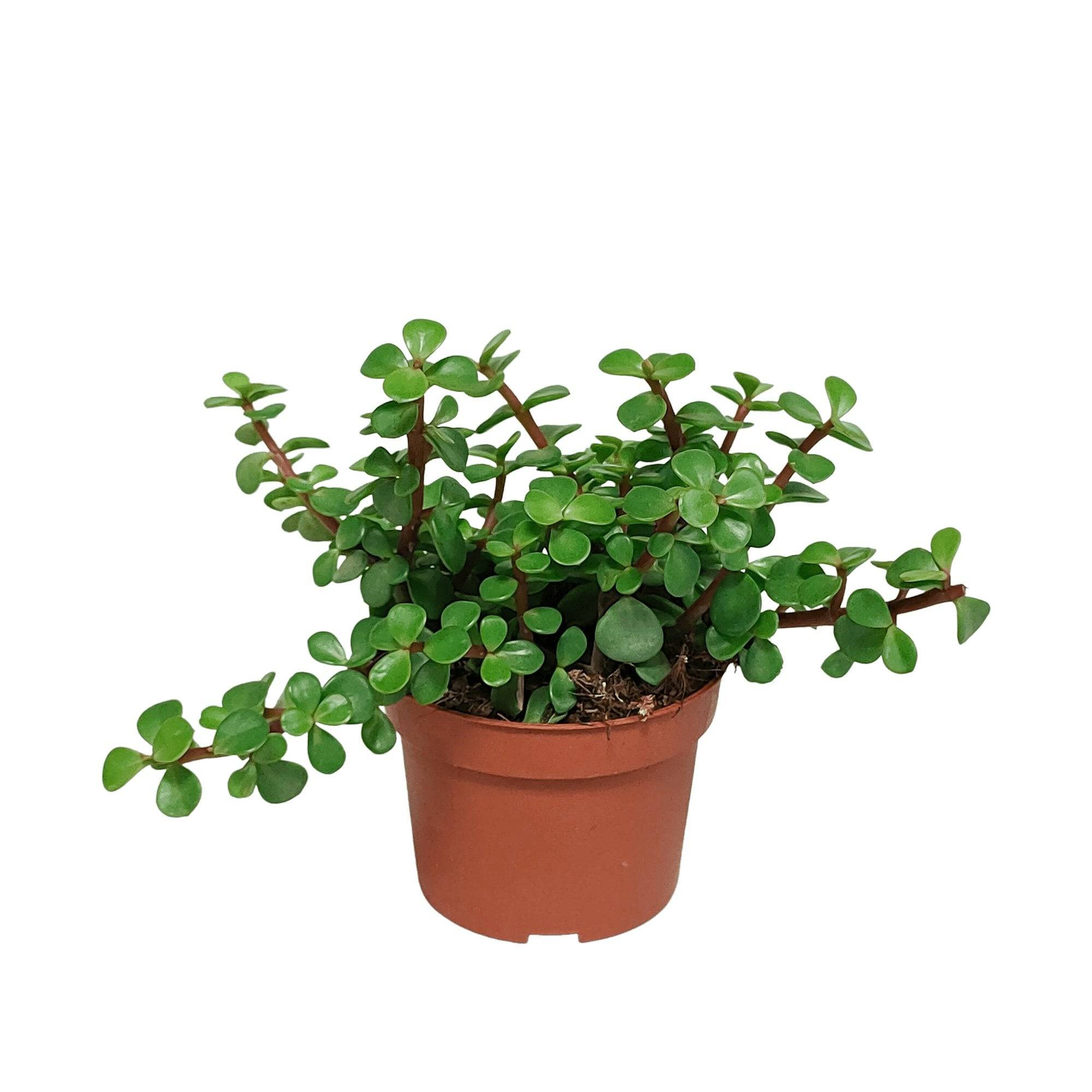 Portulacaria Afra - plante grasse d'intérieur- La Green Touch - Image 1