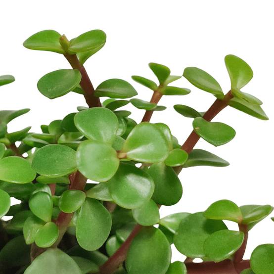 Portulacaria Afra - plante grasse d'intérieur- La Green Touch - Image 4